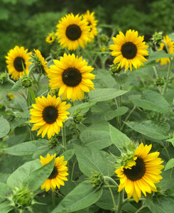 Sunflower Seeds