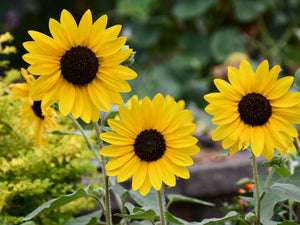 Sunflower Seeds