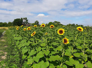 Sunflower Seeds