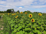 Sunflower Seeds